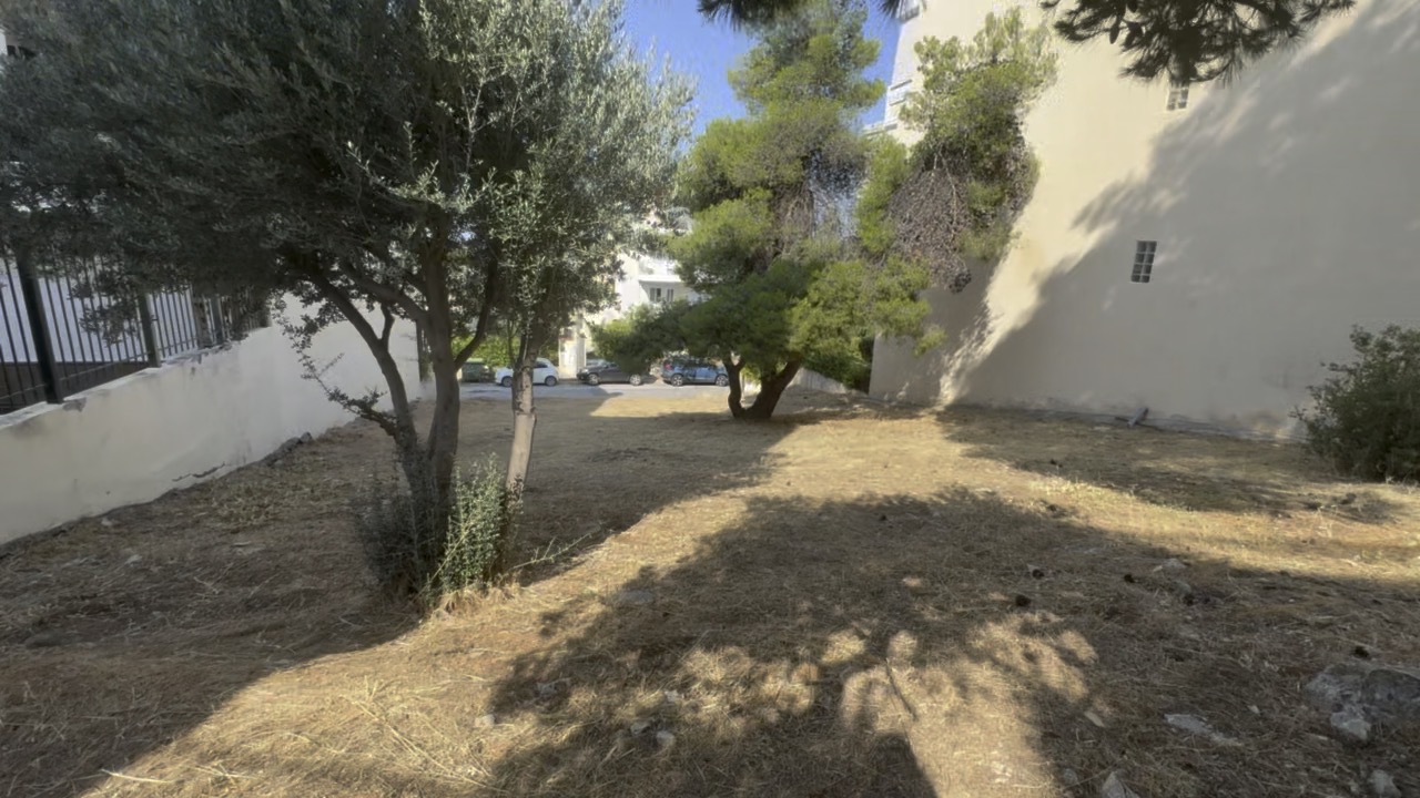 Ώριμα πεύκα στο οικόπεδο